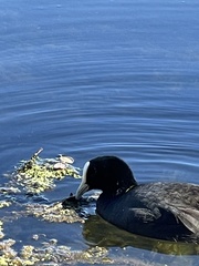 Fulica atra australis