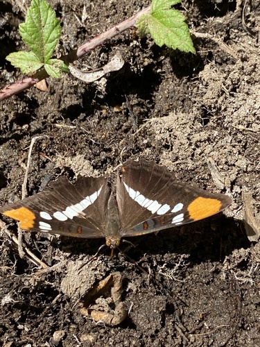 iNaturalist observation photo of California Sister