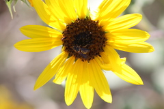 Dianthidium