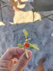 Maytenus phyllanthoides