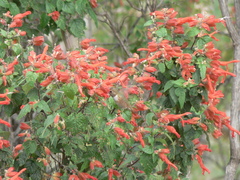 Salvia regla
