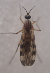 Sylvicola fenestralis