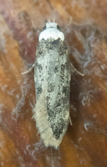 Endrosis sarcitrella