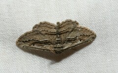 Ekboarmia atlanticaria
