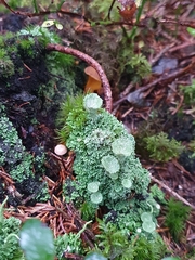 Cladonia carneola