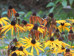 Rudbeckiinae