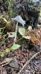 Coprinopsis