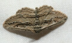 Ekboarmia atlanticaria