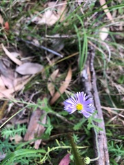 Brachyscome ascendens