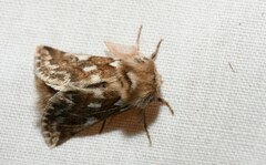 Thaumetopoea herculeana