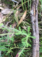 Brachyscome ascendens