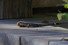 Plestiodon inexpectatus