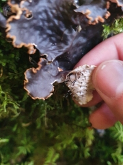 Peltigera elisabethae