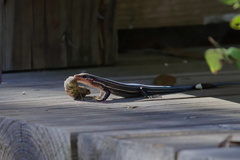 Plestiodon inexpectatus