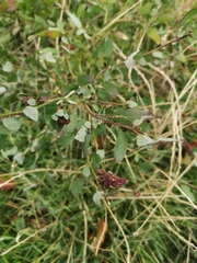 Chenopodium betaceum