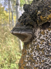 Phellinus tremulae