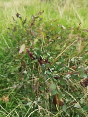 Chenopodium betaceum