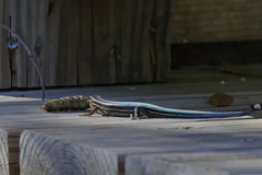 Plestiodon inexpectatus