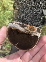 Phellinus tremulae