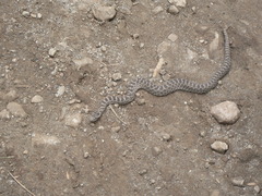 Crotalus pricei