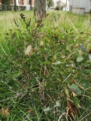 Chenopodium betaceum