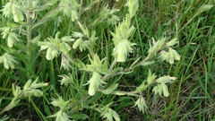 Onosma arenaria
