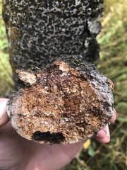 Phellinus tremulae