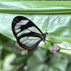 Ithomia agnosia pellucida