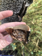 Phellinus tremulae