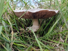 Agaricus sylvicola