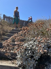 Eriogonum latifolium