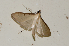 Bradina admixtalis