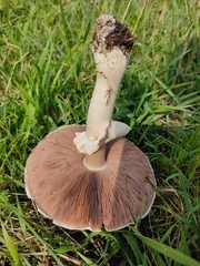 Agaricus sylvicola