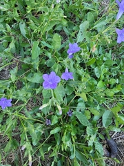 Ruellia nudiflora