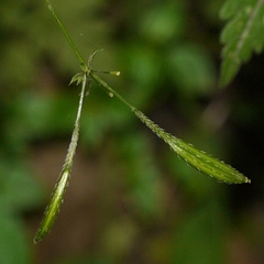 Osmorhiza longistylis