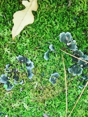 Peltigera praetextata