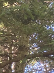 Dryobates pubescens