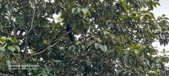 Crotophaga sulcirostris