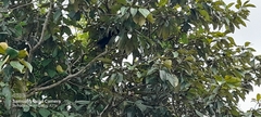 Crotophaga sulcirostris
