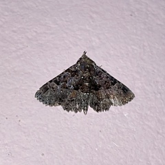 Metalectra praecisalis