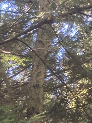 Dryobates pubescens