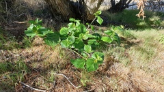 Mirabilis multiflora pubescens