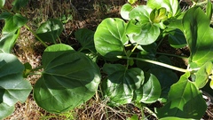 Mirabilis multiflora pubescens
