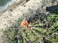 Ferocactus townsendianus
