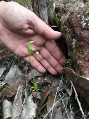 Pterostylis barbata