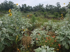 Helianthus argophyllus