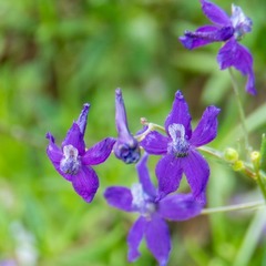 Delphinium hesperium