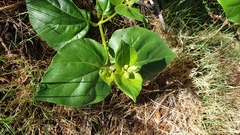 Mirabilis multiflora pubescens