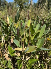 Thalia dealbata