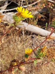 Grindelia integrifolia